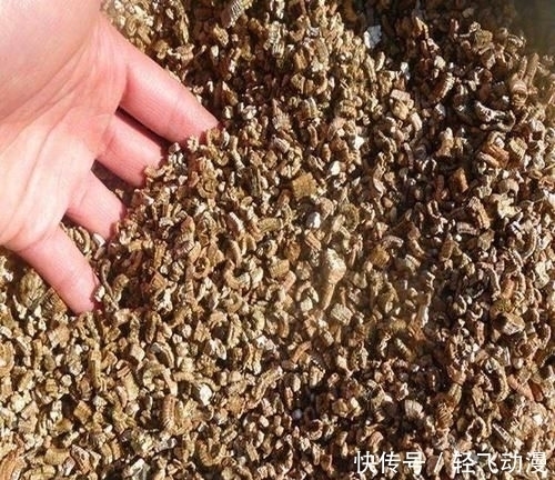 『随便』学会这个妙法,下雪天也能随便扦插,几天就扎满茂密的大白根