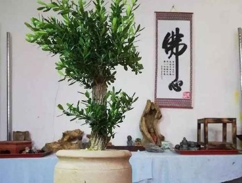  【代表】10年前一盆上万，10年后一盆十块，烂大街的黄杨，被玩坏的盆景