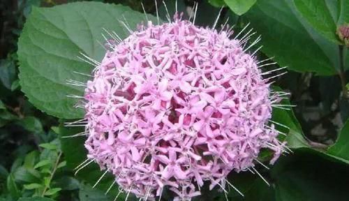  「植物」农村人叫它“臭牡丹”，开花非常臭，但是很漂亮，这种花你见过吗