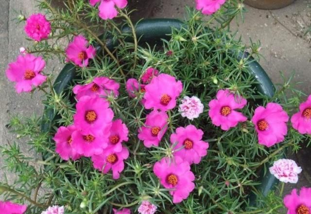  『富贵花』阳台养3种“富贵花”，花儿艳、叶片绿，2月不管，照样成“花海”