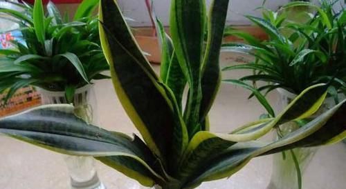 『糟糕』水培植物越来越糟糕?水里丢点料,黄叶没了,长势变好