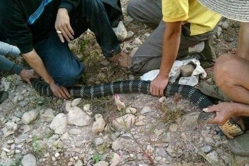 农村大爷在野外抓住一条过山峰，几个人才能摁的住