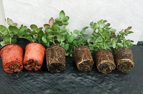  「营养」月季扦插的弱苗怎样养壮实？营养是关键，光照不能少，养根是基本