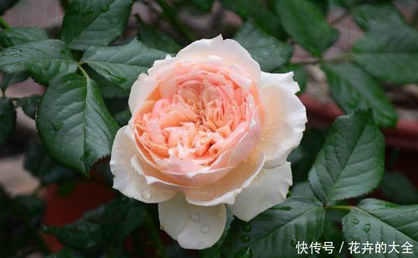  香味：月季中还有荔枝香味的？花型和香味都优秀的品种就是它了！
