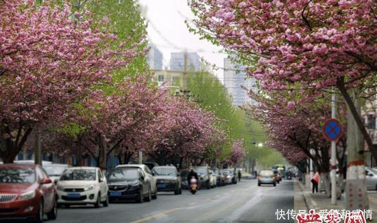  『烂漫』郑州汝河路樱花烂漫成网红路 市政部门呼吁市民文明赏花
