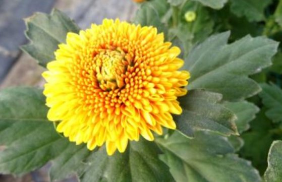 「盆栽」新手养花就养一盆“橙乒乓菊”，花色鲜艳明快，花期长适合盆栽养