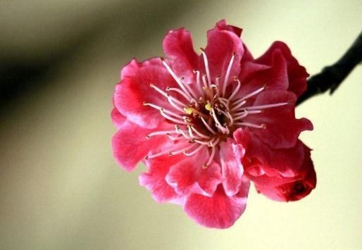  花朵|夏季养梅花，盆里多放“它”，花朵红又大，花开一串又一串