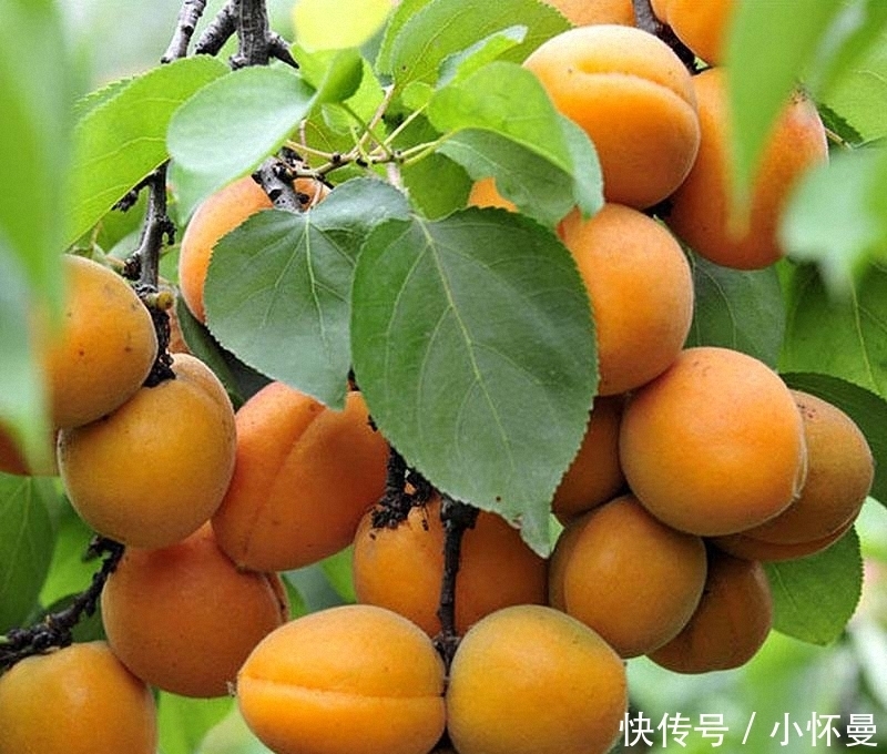 『柿子』家中有院子,别傻傻的还种花草,快种上几样果树,想吃就摘
