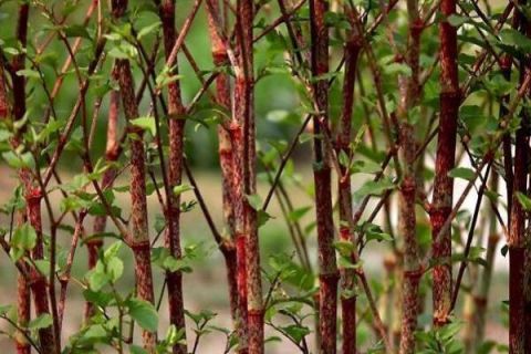 农村有一种植物，能当零食也能当菜品，很多90后表示没见过