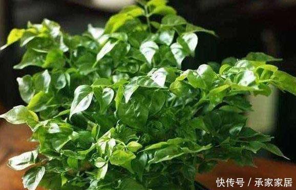 「佛系」客厅养花别“佛系”,3种花最合适,“聚财养人”好寓意,上档次