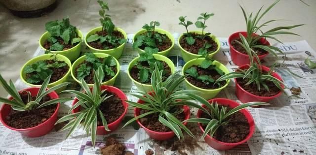  盆栽植物：我用这方法扦插繁殖了几十盆的植物，薄荷、吊兰轻松培育