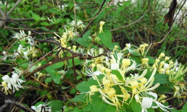  [三角梅]阳台养护“4种”爬藤花，盛开之时，仿佛1个“花帘”，真耐看！