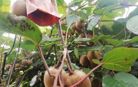  #猕猴桃#曾经是秦岭山脉里的野果子，现在是关中道农民的金蛋蛋