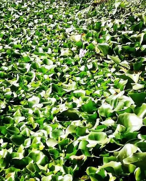  『害草』2种花沾土就疯长，最好别地栽，不然没处落脚！