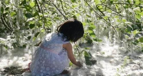  「果实」农村这种树的果实成熟了，可农民恨的“牙痒痒”