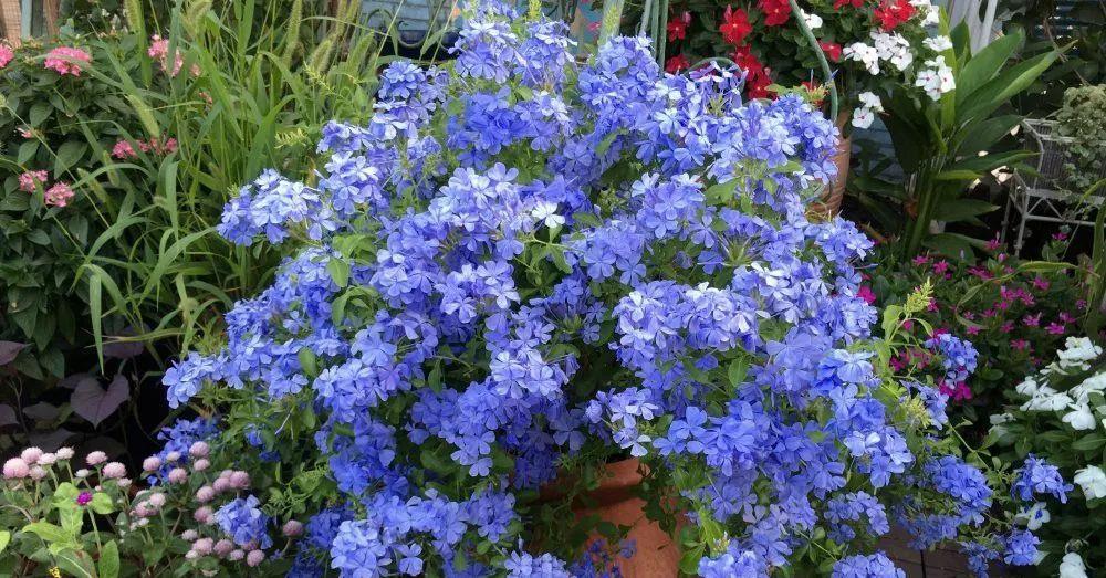 蓝雪花——夏天里的雪,教你一年让蓝雪花开成一片花海。