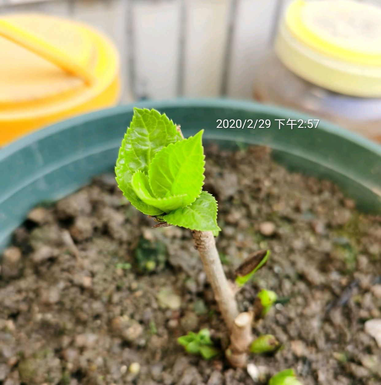 #出大#春季扦插绣球花有技巧,选对枝条是关键,一个月就能出大花苞