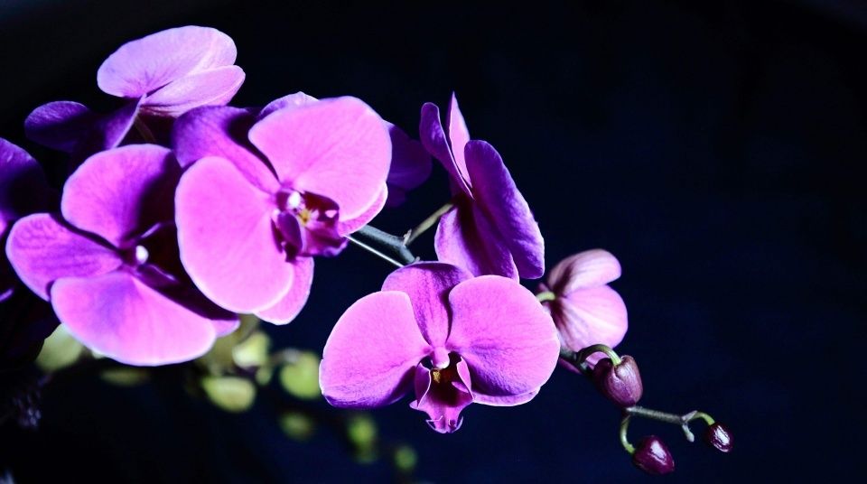  『蝶兰开花』蝴蝶兰养护方法，保持适当的阳光，注意施肥和浇水