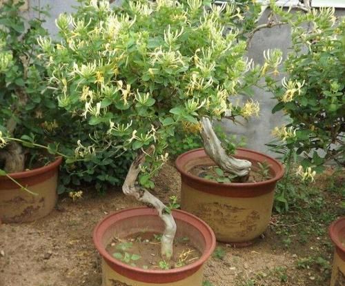  『枝条』金银花盆景要怎样修剪，才能更显苍劲古朴、自然优美！