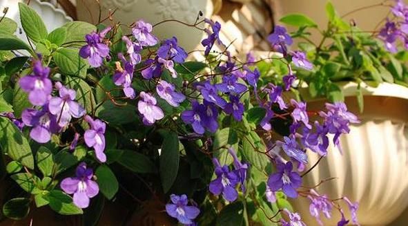 「适合」适合“懒人”养的5种花,耐阴又耐旱,扔在客厅1个月,依旧旺盛