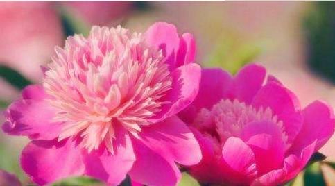 『随便』这些花随便养,一养就很容易爆盆,不仅特别好养活,开花还特漂亮