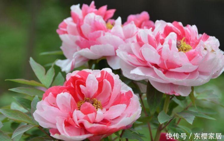  『二乔牡丹』养花就养4种花，好养易活花量大，开花漂亮花期长，谁养谁喜欢