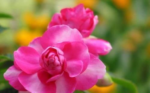 #绿萝#1种“蝴蝶花”,花开红艳艳,胜似长春花,一开90天,比养绿萝强