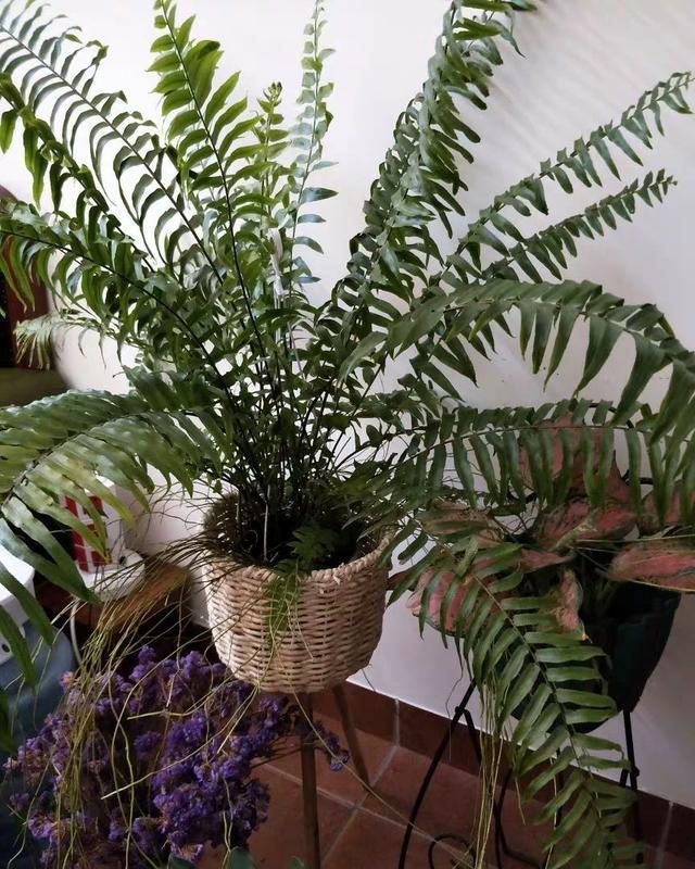 「荷叶铁线蕨」6种适合卫生间养的蕨类植物,耐阴好养活,杀菌去异味!
