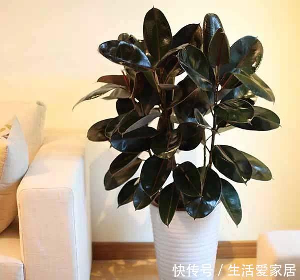  【平时】几种大型绿叶盆栽真气派，摆在客厅净化空气，只需一个月浇一次水