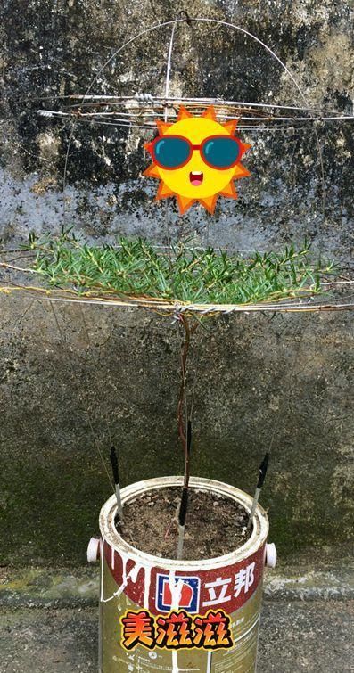  「身价」5块钱一盆的花，养1年变老桩，身价翻了上百倍！
