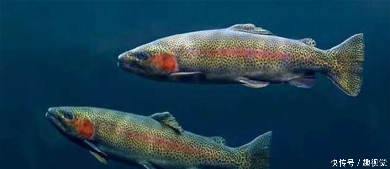  [发现]黄河流域发现“怪鱼”，原来是“外来户”，专家却说是大