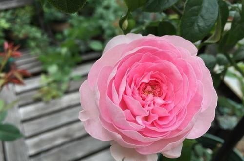 『便宜』这几款花,便宜还好活,花美量大花期长,养在家里春色满园关不住