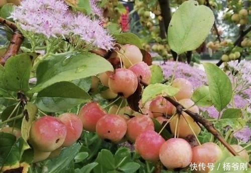  『果子』1种果树，结出的果子像“小苹果”，颜色奇特，小时候会去摘！