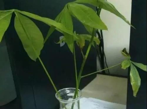  『寓意』6种寓意好的花，剪根枝就能活，年年爆盆不操心！