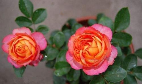  浪漫宝贝■花期超长的3种花，三伏天也美美哒，一棵就能拥有一片花海