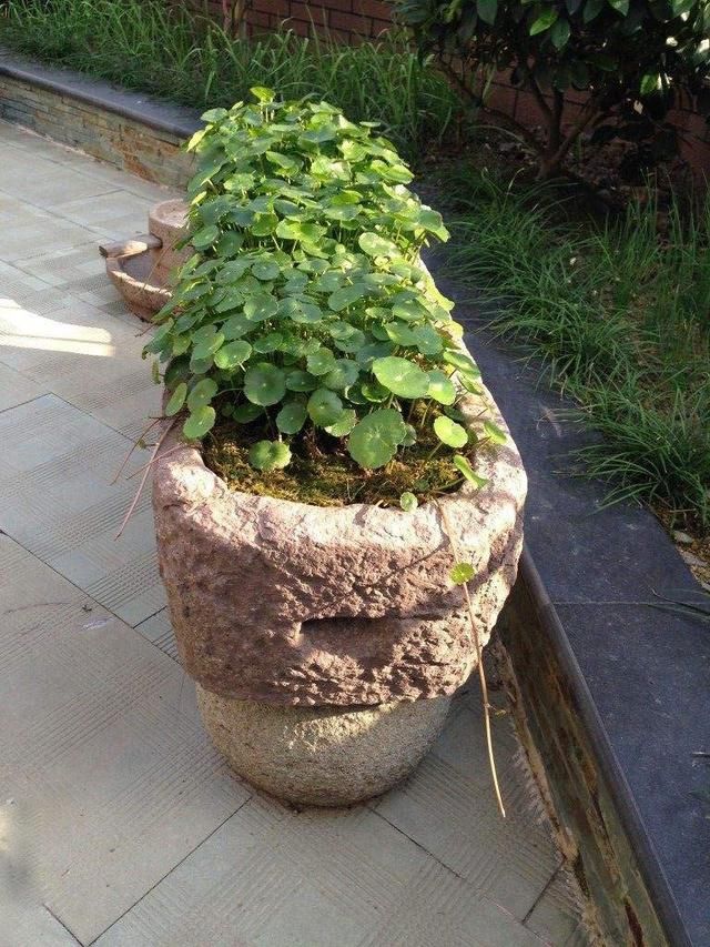 城里人咋想的？专从农村收购老物件，300斤猪槽也要买了放院子里