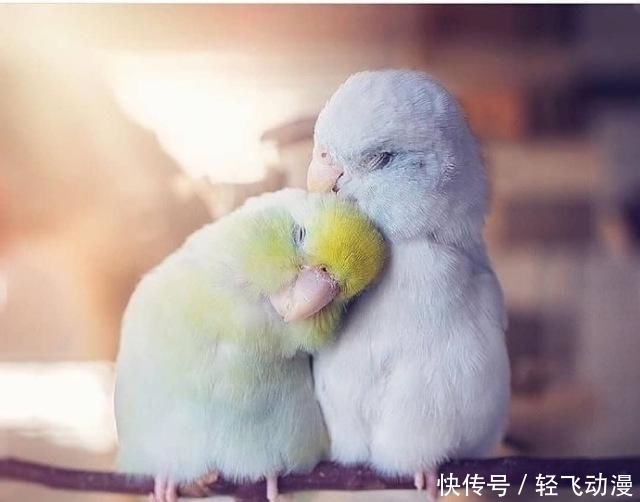 【撩心】情话最撩心短句,说给你最爱的人听吧
