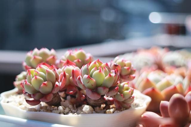  【春天】难怪你的多肉生长慢，原来养错了，赶紧改正，春天一过成大块头
