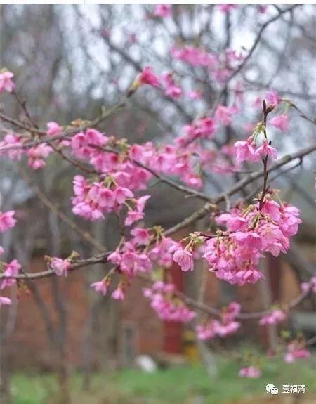 福清樱花太美！春节不用去日本在这里就可以看见大片樱花园~