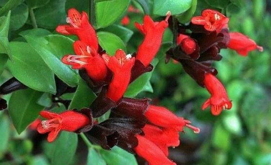  #识货#“识货人”都爱养4种花，打理简单，花期长花色艳，开花超漂亮