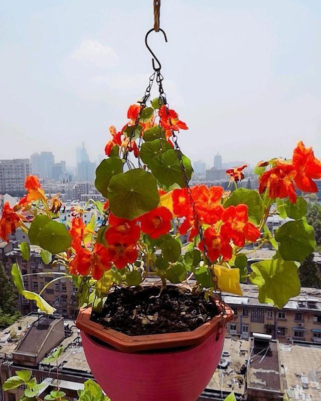  适合悬挂@这几种花吊着养，不占地方开花更多，一朵一朵挤满盆