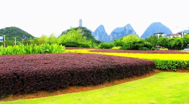 \＂i11\＂: \＂嫁接的时候到了。怎么样嫁接成活最高？\＂为什么中国大面积搞“绿化带”？而欧洲国家却几乎不搞呢？