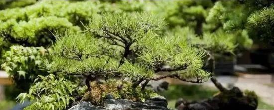 岁寒三友，一组松树盆景佳作欣赏