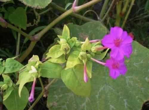 『山沟』在山沟里,有1种“野生植物”,被称为“地雷花”,花朵美,名贵