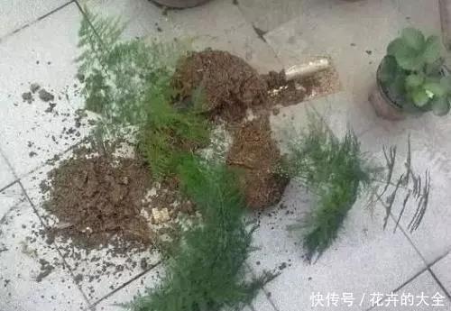 实用|养文竹,3个“繁殖”好办法,简单、易学、上手快,非常实用!
