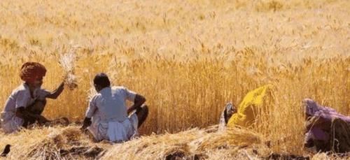  [印度]印度粮食产量仅中国一半，为何能养活同等人口，还大量出