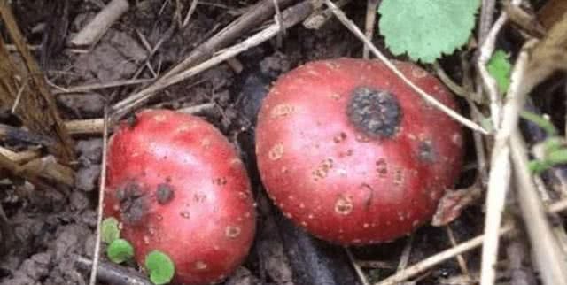  城里人■这种长在地里的水果，农村人舍不得吃,全卖给城里人！