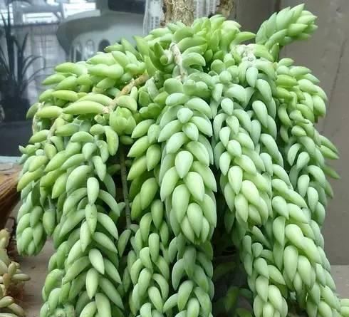 『盆栽』常见12种植物养成不可思议的盆栽！