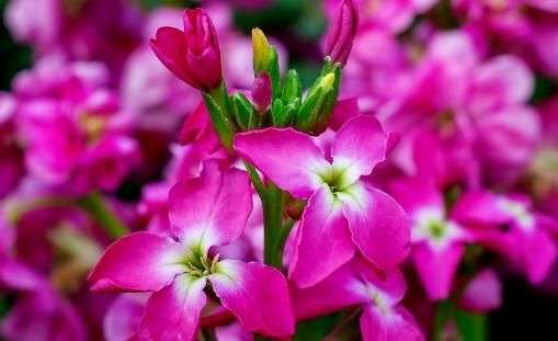  「养花」养花经验不足？养这“4种”花卉，高颜值易养活，花苞突突往外冒