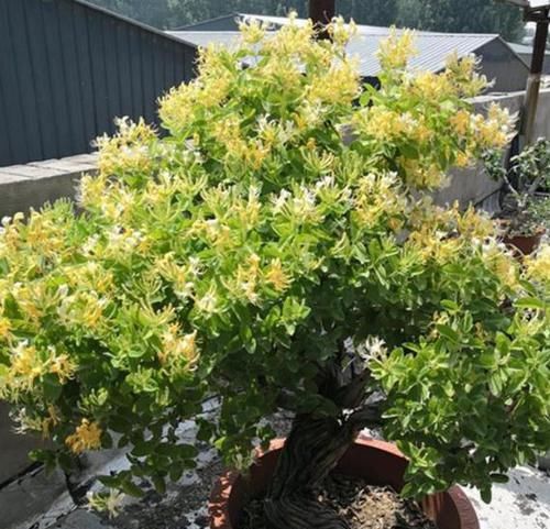 『日常』金银花日常养护,学会5点,花开满枝头,3年养成漂亮的老桩